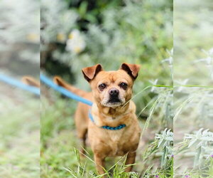 Squirtle - Male Chihuahua Dog for Adoption - Photo #3