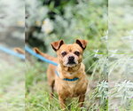 Small Photo #3 Chihuahua Puppy For Sale in Salinas, CA, USA