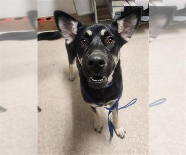 Medium Photo #1 German Shepherd Dog-Unknown Mix Puppy For Sale in Bakersfield, CA, USA