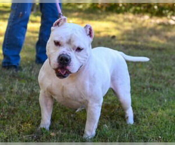 Medium Photo #5 American Pit Bull Terrier Puppy For Sale in Glen Allen, VA, USA