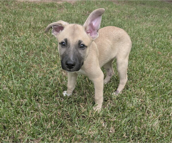 Medium Photo #1 German Shepherd Dog-Unknown Mix Puppy For Sale in The Woodlands, TX, USA