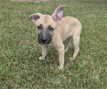 Remi - Male German Shepherd Dog-Unknown Mix Dog for Adoption - Small photo