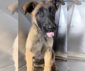 Mutt Dogs for adoption in San Bernardino, CA, USA