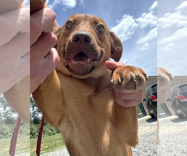 Medium Photo #1 Redbone Coonhound-Unknown Mix Puppy For Sale in Rockaway, NJ, USA