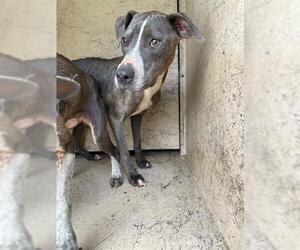 American Pit Bull Terrier-Unknown Mix Dogs for adoption in Oklahoma City, OK, USA