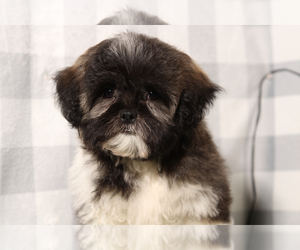 Zuchon Puppy for sale in MARIETTA, GA, USA