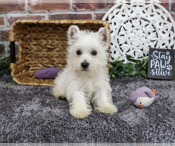 Medium Photo #2 West Highland White Terrier Puppy For Sale in SYRACUSE, IN, USA