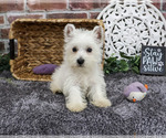 Small #1 West Highland White Terrier