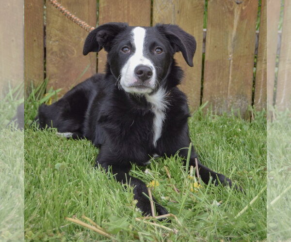 Medium Photo #5 Border-Aussie Puppy For Sale in Huntley, IL, USA