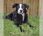 Small #4 Border-Aussie