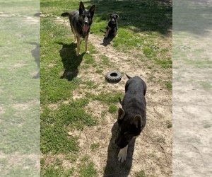 German Shepherd Dog Puppy for sale in BATTLEFIELD, MO, USA