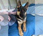 Small Photo #145 German Shepherd Dog Puppy For Sale in LA FAYETTE, NY, USA
