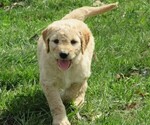 Small Photo #9 Goldendoodle Puppy For Sale in WAYNESVILLE, MO, USA