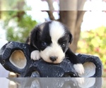 Puppy Ruby Australian Shepherd