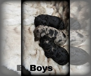 Goldendoodle (Miniature) Puppy for sale in MULBERRY, FL, USA