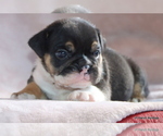 Small #6 Bulldog