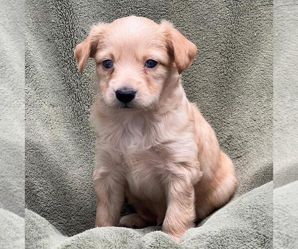 Medium Photo #1 Colonial Cocker Spaniel-Poodle (Miniature) Mix Puppy For Sale in San Diego, CA, USA