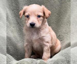 Colonial Cocker Spaniel-Poodle (Miniature) Mix Dogs for adoption in San Diego, CA, USA