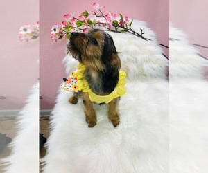 Yorkshire Terrier Puppy for sale in AUBURNDALE, FL, USA