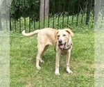 Small #6 Anatolian Shepherd-Labrador Retriever Mix