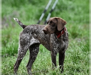 Father of the German Shorthaired Pointer puppies born on 06/05/2021