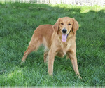 Small #2 Golden Retriever