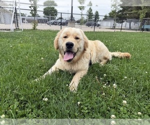 Father of the Golden Retriever puppies born on 08/04/2026