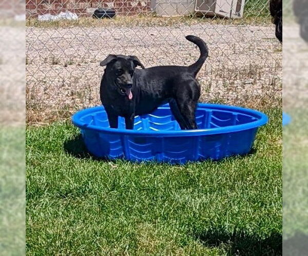 Medium Photo #15 Labrador Retriever-Unknown Mix Puppy For Sale in Canton, CT, USA