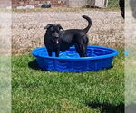 Small #14 Labrador Retriever Mix