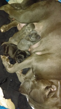Medium Photo #1 American Staffordshire Terrier Puppy For Sale in BROOKLYN, NY, USA