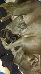 Father of the American Staffordshire Terrier puppies born on 12/01/2016