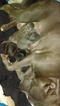Small Photo #1 American Staffordshire Terrier Puppy For Sale in BROOKLYN, NY, USA