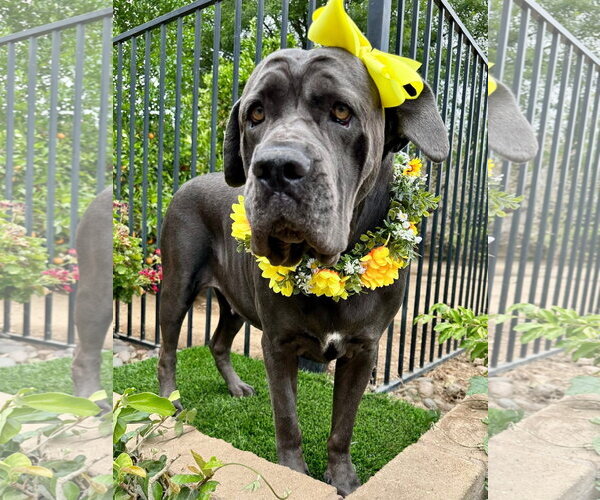 Medium Photo #9 Mutt Puppy For Sale in Redlands, CA, USA