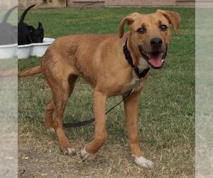 Mutt Dogs for adoption in San Antonio, TX, USA