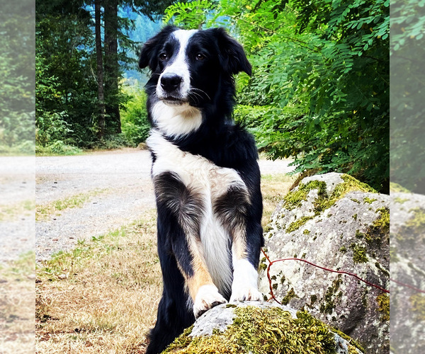 Medium Photo #1 Border Collie Puppy For Sale in CAMAS, WA, USA