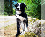 Small Photo #1 Border Collie Puppy For Sale in CAMAS, WA, USA