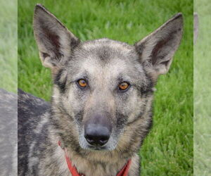 German Shepherd Dog Dogs for adoption in Huntley, IL, USA