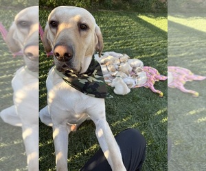 Father of the Labrador Retriever puppies born on 04/14/2026