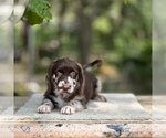Small Photo #7 Labradoodle Puppy For Sale in NAPLES, FL, USA