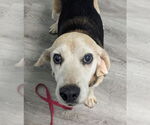 Small #5 Beagle