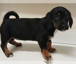 Small #3 Chiweenie