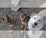 Small #1 German Shepherd Dog Mix