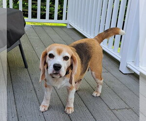 Brenda - Female Beagle Dog for Adoption - Photo #2