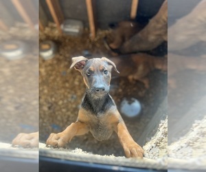 Belgian Malinois-Doberman Pinscher Mix Puppy for Sale in FAIRFIELD, California USA