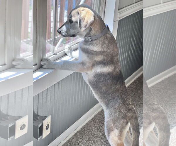 Medium Photo #2 Huskies -Unknown Mix Puppy For Sale in Crossville, AL, USA
