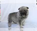 Small Photo #3 Norwegian Elkhound Puppy For Sale in SHILOH, OH, USA