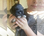 Small Photo #4 Schnauzer (Miniature) Puppy For Sale in COMANCHE, TX, USA