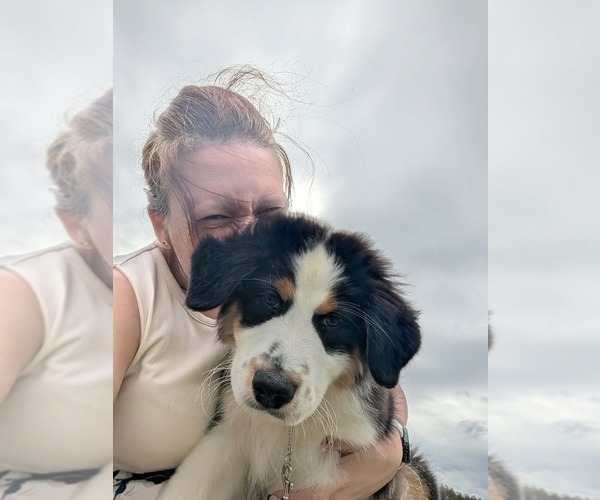 Medium Photo #2 Australian Shepherd Puppy For Sale in BALLSTON LAKE, NY, USA