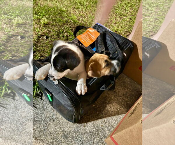 Medium Photo #4 Labrador Retriever-Unknown Mix Puppy For Sale in Sanford, FL, USA