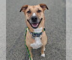 Small Photo #16 Mutt Puppy For Sale in Fargo, ND, USA